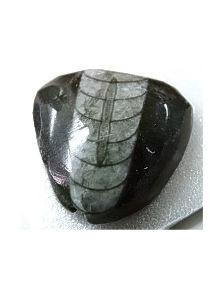 Orthoceras fossile Orthoceras fossile