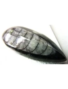 Orthoceras fossile 2