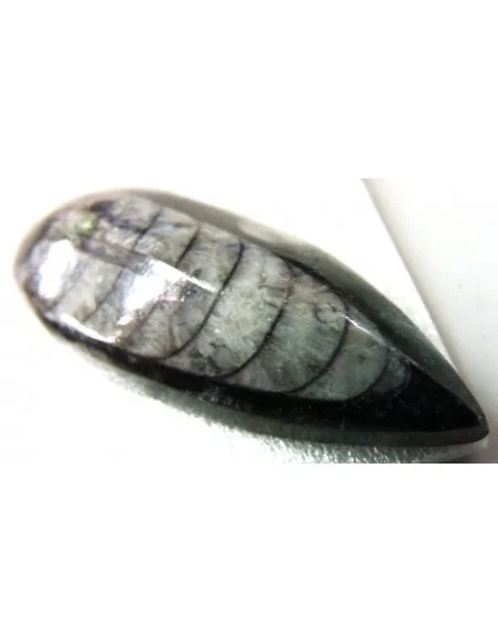 Orthoceras fossile Orthoceras fossile