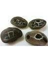 Septaria, Septarian