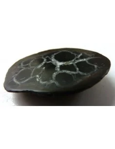 Septaria, Septarian 2