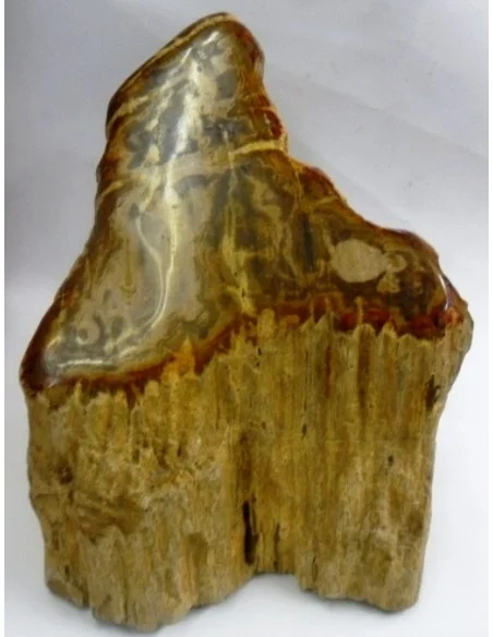 Bois fossilié
