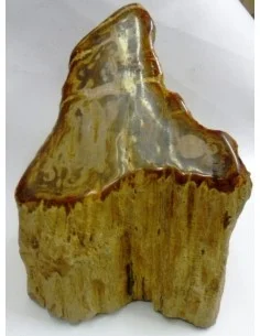 Bois fossilié 2