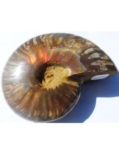 GONIATITE 2