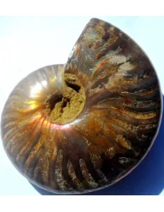 GONIATITE