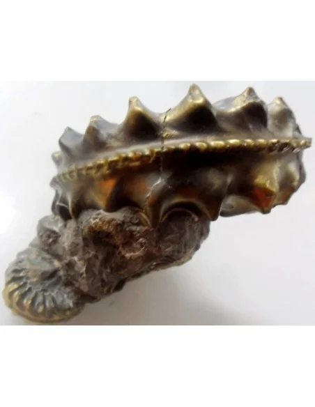 Pleuroceras Jurassic