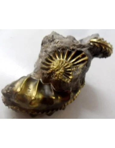 Pleuroceras Jurassic