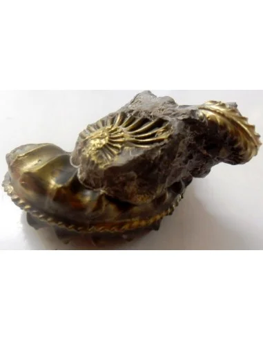 Pleuroceras Jurassic