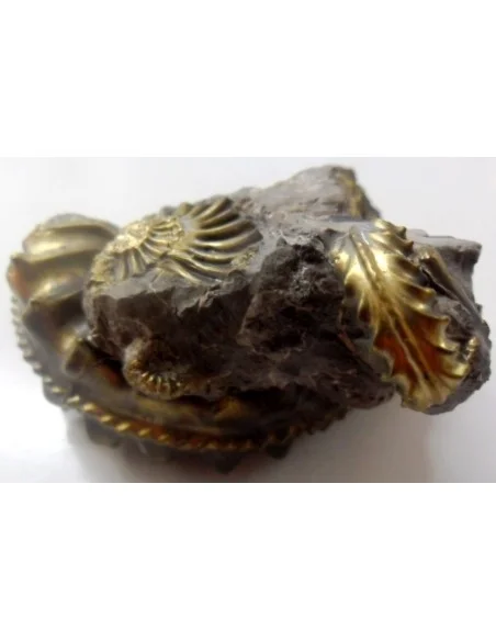 Pleuroceras Jurassic