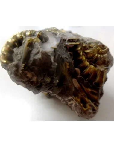 Pleuroceras Jurassic