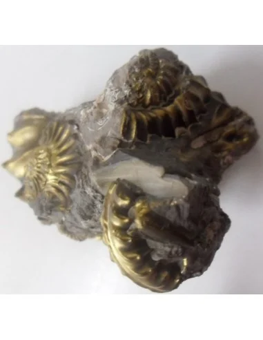 Pleuroceras Jurassic