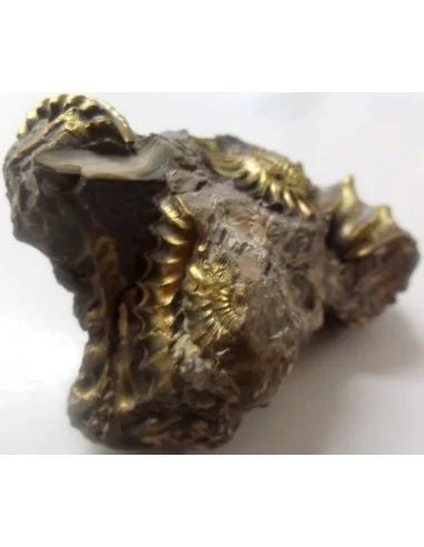 Pleuroceras Jurassic