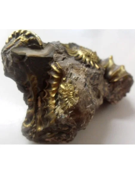 Pleuroceras Jurassic