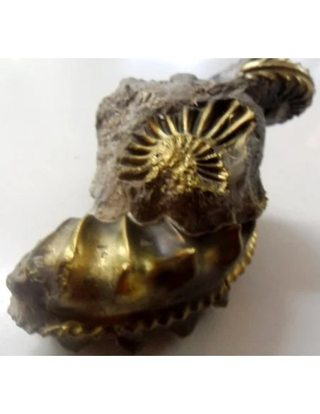 Pleuroceras Jurassic