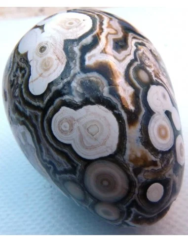Oeuf jaspe orbiculaire  blanche mm