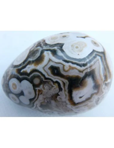 Oeuf jaspe orbiculaire  blanche mm