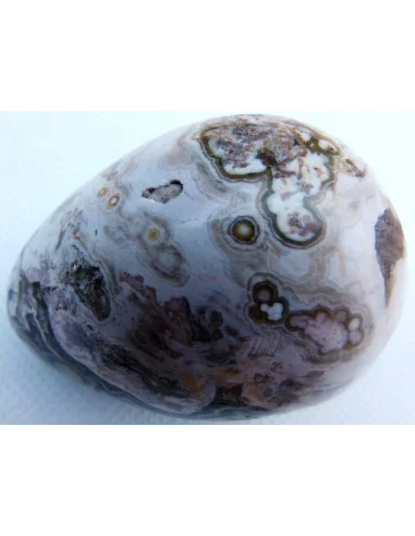 Oeuf jaspe orbiculaire  blanche mm