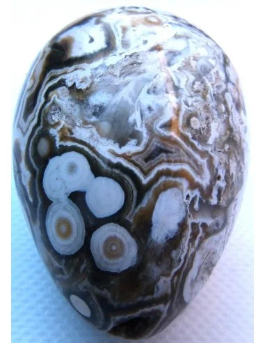 Oeuf jaspe orbiculaire  blanche mm