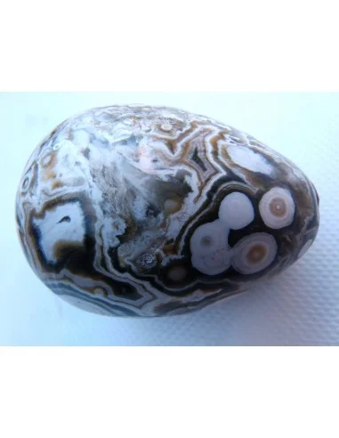 Oeuf jaspe orbiculaire  blanche mm