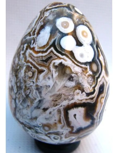 Oeuf jaspe orbiculaire  blanche mm Oeuf jaspe orbiculaire  blanche mm