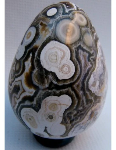 Oeuf jaspe orbiculaire  blanche mm