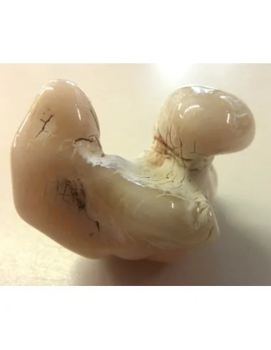 Agate peau de serpent 30 a 44g