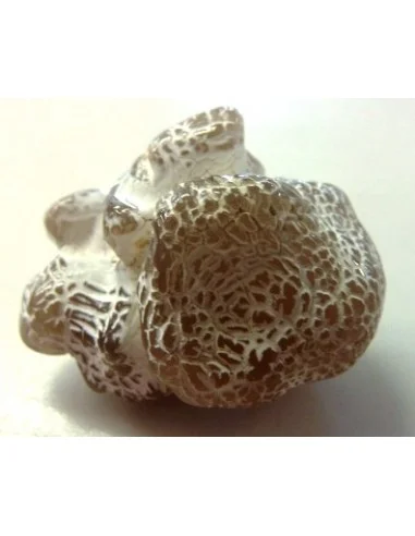 Agate peau de serpent 30 a 44g