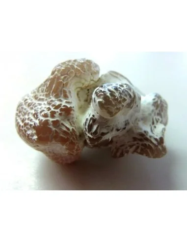 Agate peau de serpent 30 a 44g