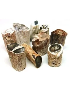 Bois fossilisé  brut bases polis