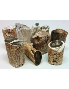 Bois fossilisé  brut bases polis 2