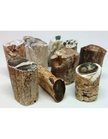 Bois fossilisé  brut bases polis