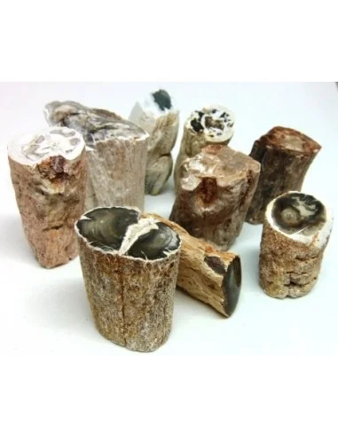 Bois fossilisé  brut bases polis