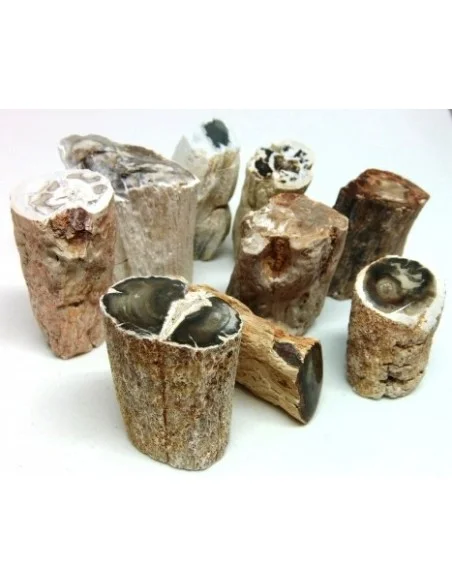 Bois fossilisé  brut bases polis