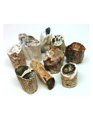 Bois fossilisé  brut bases polis