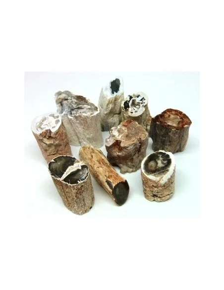 Bois fossilisé  brut bases polis