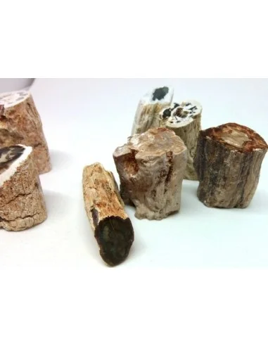 Bois fossilisé  brut bases polis