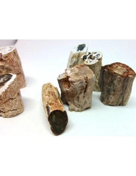 Bois fossilisé  brut bases polis