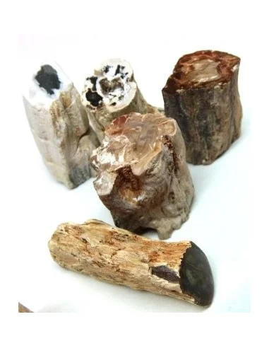 Bois fossilisé  brut bases polis