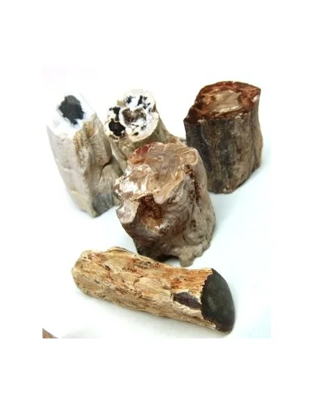 Bois fossilisé  brut bases polis