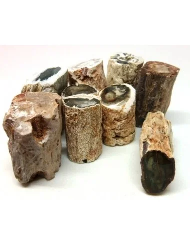 Bois fossilisé  brut bases polis
