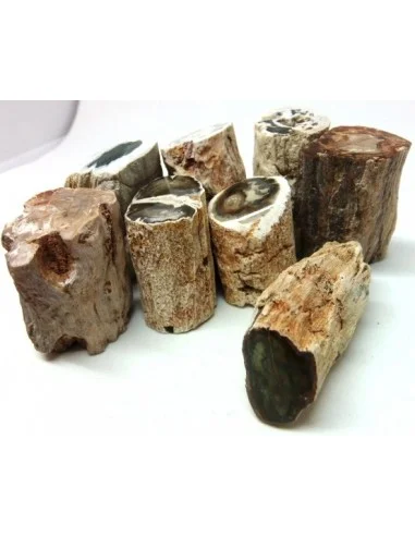 Bois fossilisé  brut bases polis