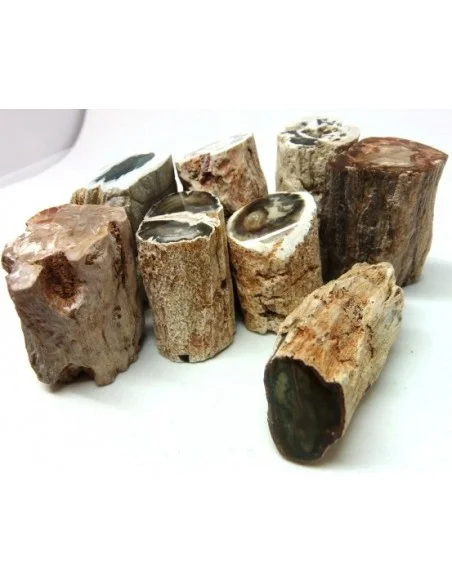 Bois fossilisé  brut bases polis