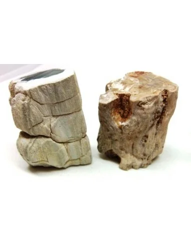 Bois fossilisé  brut bases polis