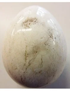 Oeuf opale blanc 2