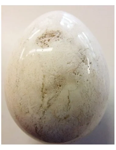 Oeuf opale blanc