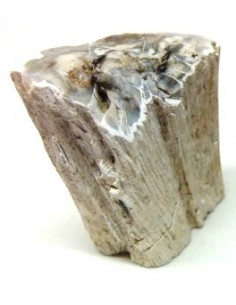 Bois fossilisé bases polis 22 a 42g