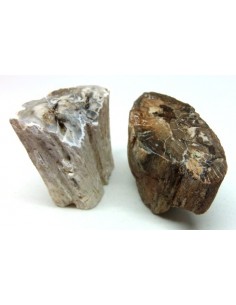 Bois fossilisé bases polis 22 a 42g 2
