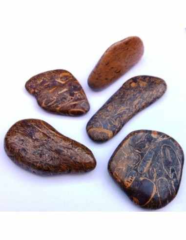 Jaspe fossiles, langenJaspis