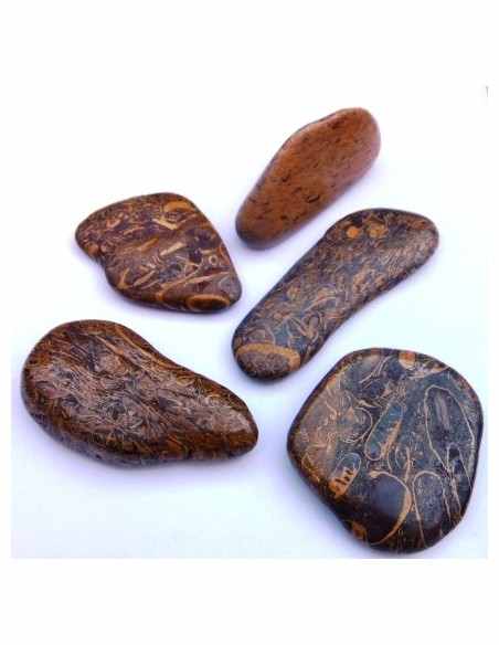 Jaspe fossiles, langenJaspis Jaspe fossiles, langenJaspis