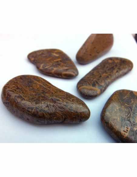 Jaspe fossiles, langenJaspis Jaspe fossiles, langenJaspis